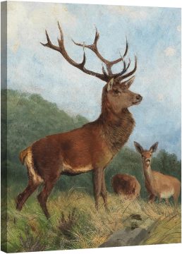 Доминантния елен