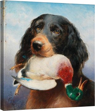 Гордън Сетер с патица