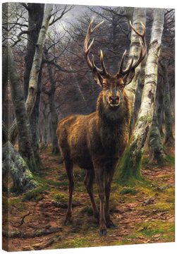 Кралят на гората 1878