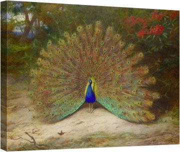 Паун и паунова пеперуда