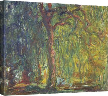 Плачеща върба 02