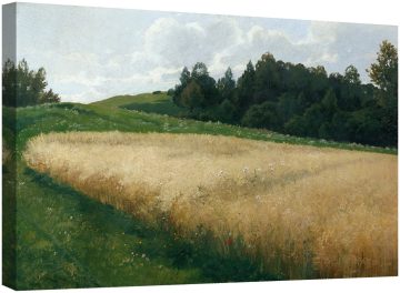 Поле с овес