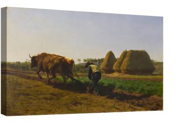 Роза Боньор
