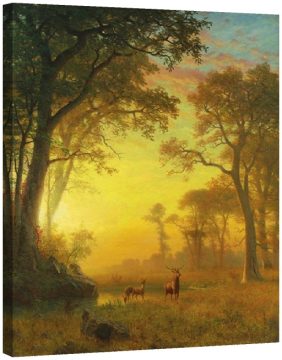 Светлина в гората