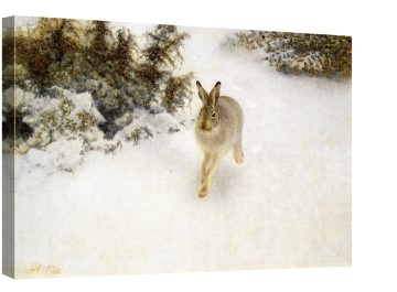 Зимен заек 1908