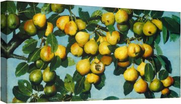 Зреещи круши