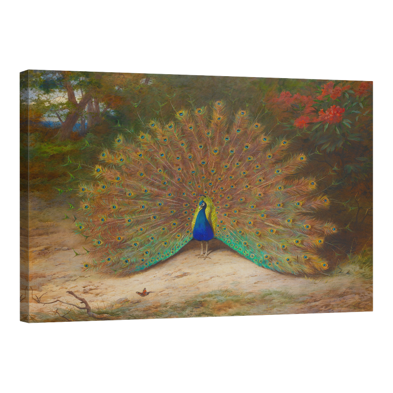 Паун и паунова пеперуда